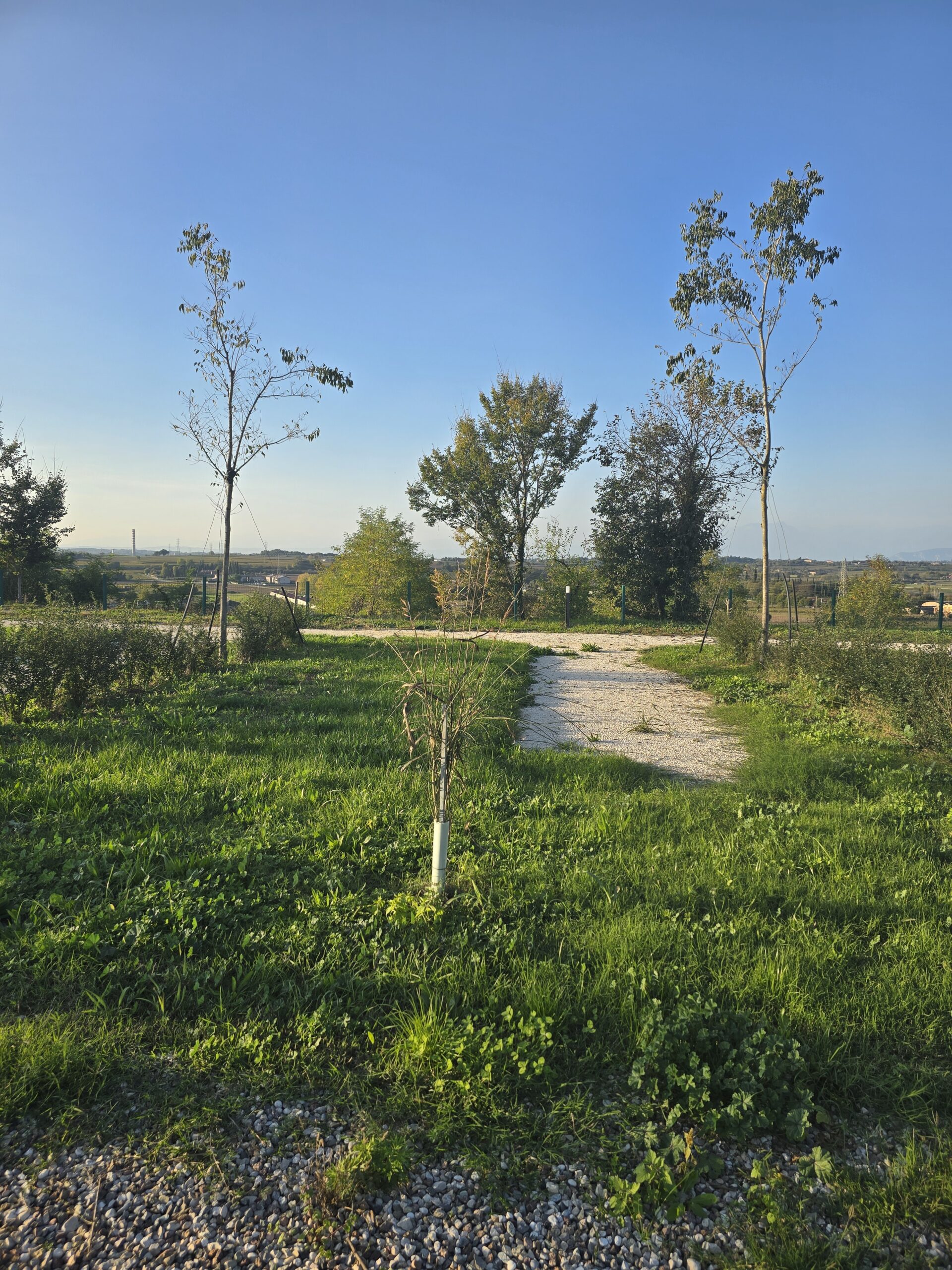 piazzola-agricampeggio-AlCieloStellato